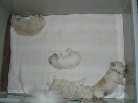 20. den večer znaveni